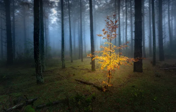Autumn, forest, leaves, trees, branches, fog, trunks, glade
