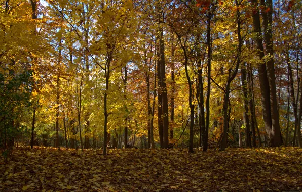 Picture autumn, forest, leaves, trees, forest, Nature, falling leaves, trees