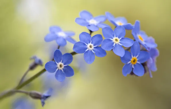 Macro, bokeh, Forget-me-nots