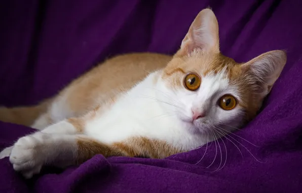 Cat, red, purple background, Wallpaper from lolita777, zlatovlasaya