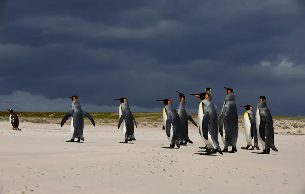 Birds, clouds, shore, pack, penguins, walk