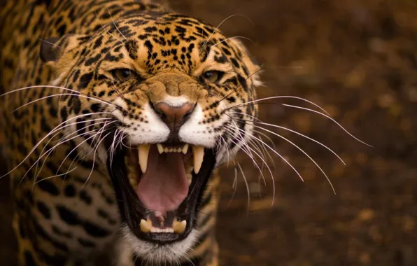 Picture animal, big cat, the fierce jaguar