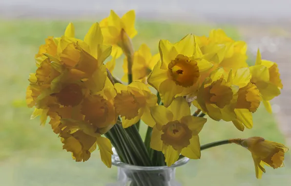 Picture flowers, yellow, bouquet, daffodils