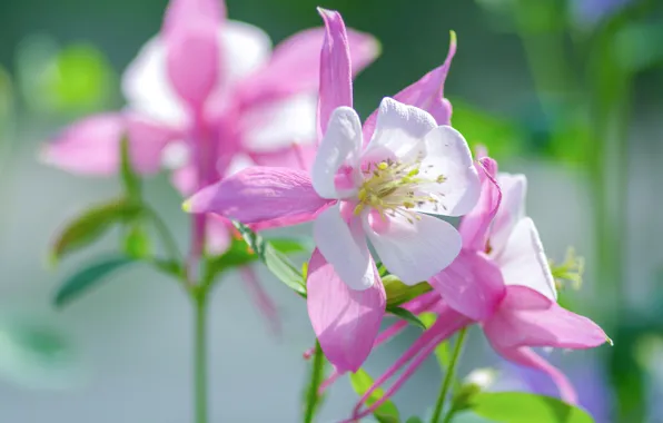 Flowers, pink, bokeh, Aquilegia