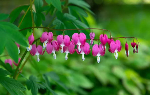 Greens, leaves, flowers, Bush, hearts, pink, broken heart, the bleeding heart