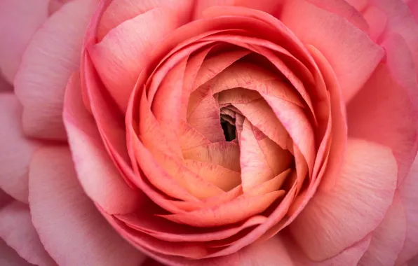 Flower, macro, flowers, pink, petals, Ranunculus, Buttercup, salmon