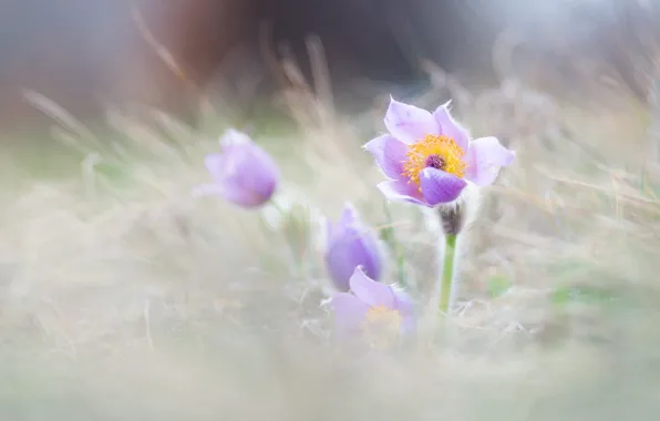 Grass, flowers, glade, blur, spring, light background, lilac, bokeh
