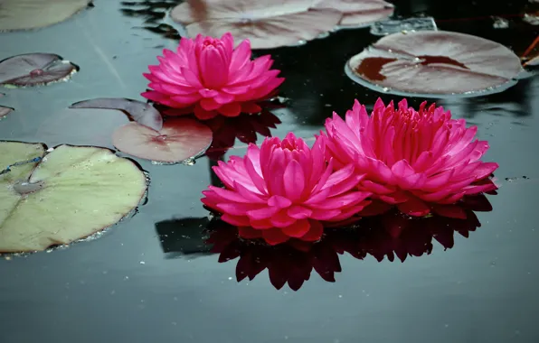 Flowers, pond, pink, water lilies, pond, water lilies, nymphs