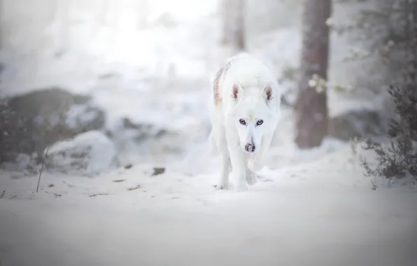 Winter, forest, look, snow, dog, walk, Swiss shepherd dog