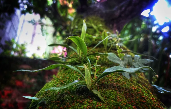 Picture greens, leaves, trees, plant, moss, trunk