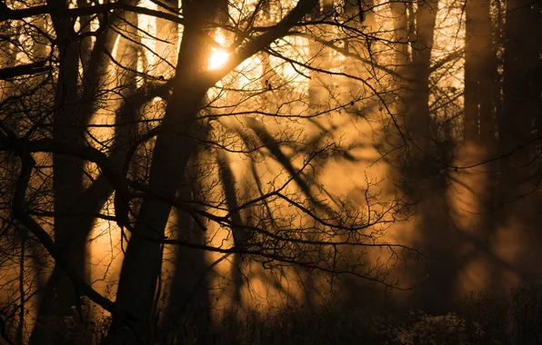 Picture forest, light, fog