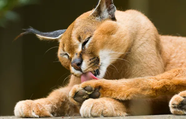 Cat, washing, Caracal, steppe lynx