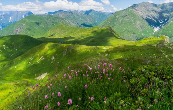 Picture landscape, flowers, mountains, nature, grass, The Caucasus, meadows, Krasnaya Polyana