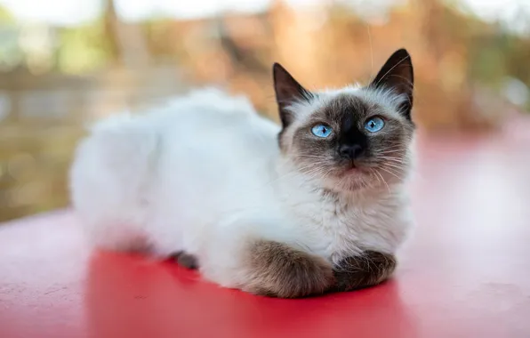 Cat, look, pose, kitty, face