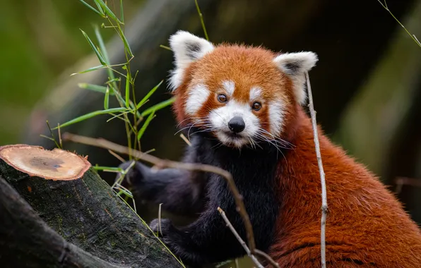 Look, leaves, branches, pose, the dark background, tree, red Panda, face