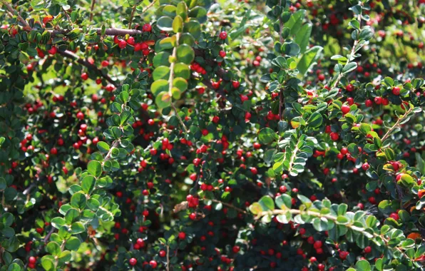 Greens, berries, shrub