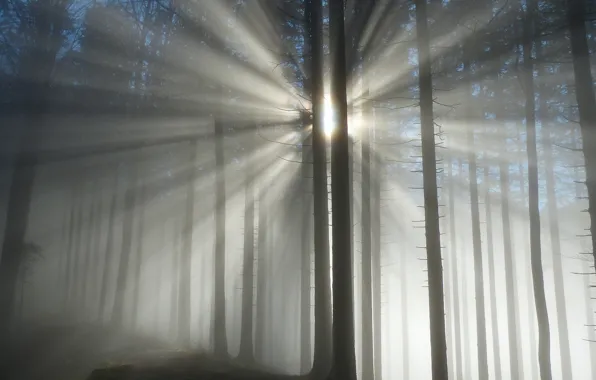 Picture forest, rays, trees, fog, forest, trees, rays, fog