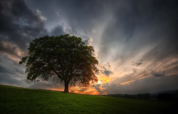 Field, the sky, trees, sunset