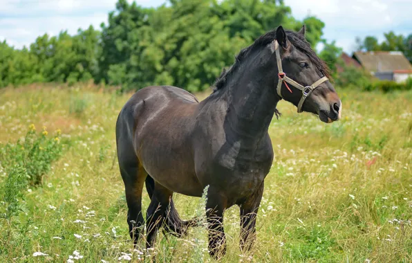 Field, animal, horse, grazing