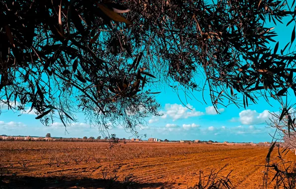 Field, nature, tree