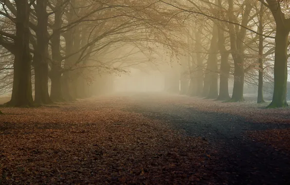 Autumn, trees, nature, fog, morning, the dry leaves