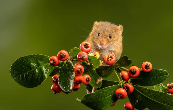 Picture leaves, nature, berries, animal, branch, mouse, mouse, animal