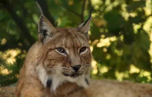 Look, stay, Lynx