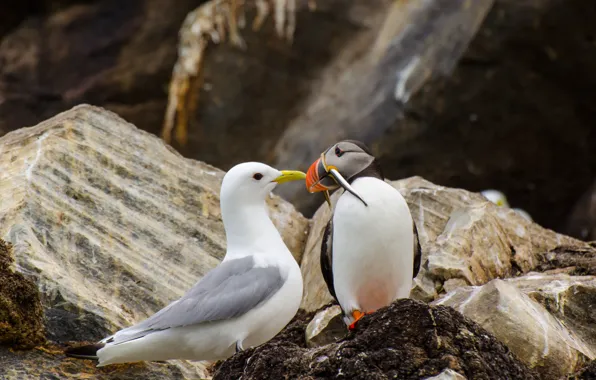 Picture birds, nature, stones, fish, Seagull, stalled