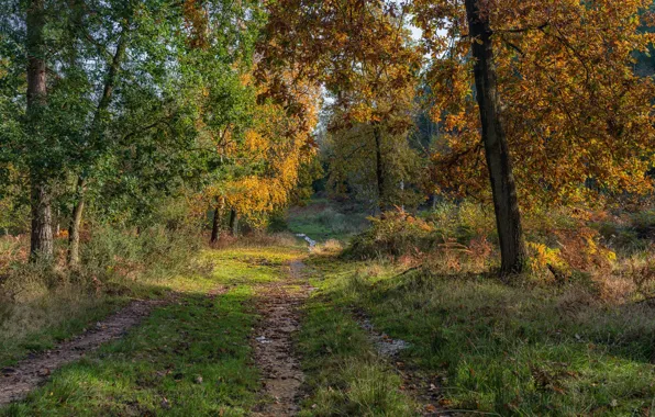 Road, autumn, forest, trees, England, Stratford-on-Avon District