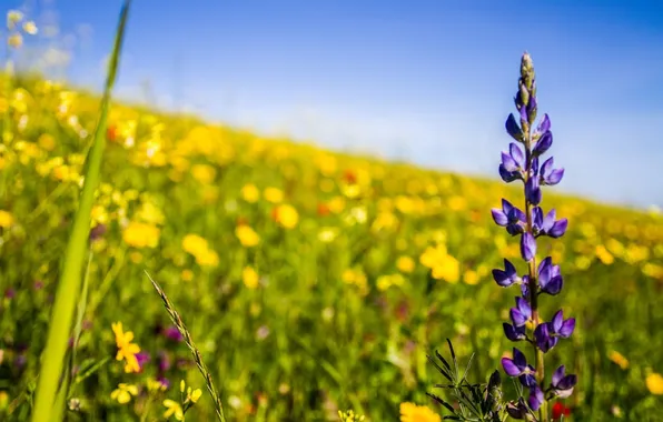 Picture purple, flowers, yellow, nature, photo, lavender, bokeh