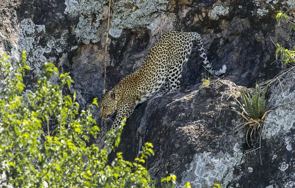 Picture rocks, leopard, leopard, sneaks