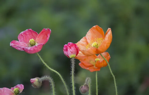 Macro, color, Maki, petals