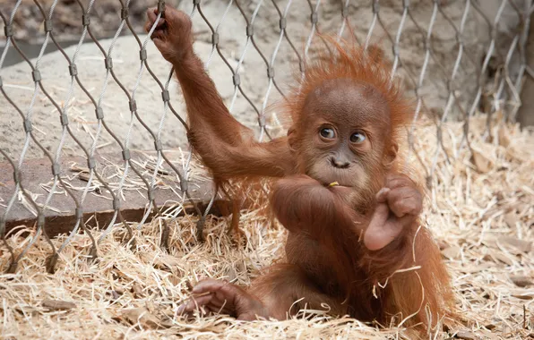 Picture monkey, cub, the primacy of, orangutan