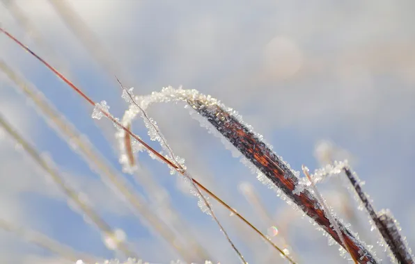 Picture frost, grass, macro