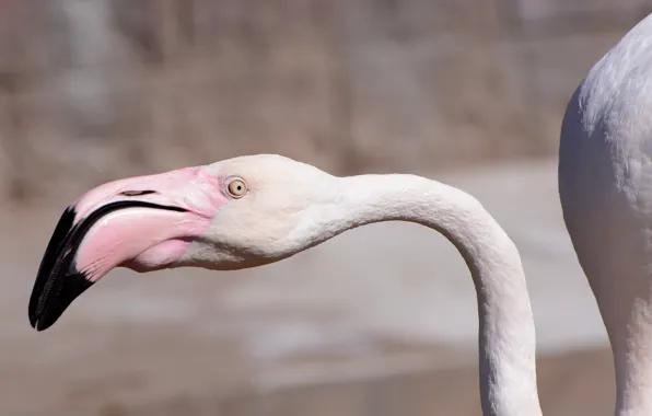 Bird, eye, bokeh photo, pink flamingo
