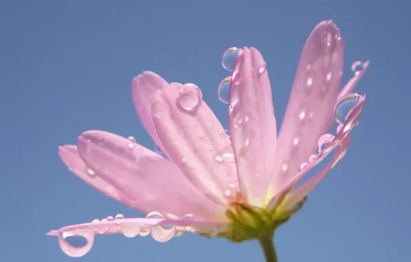 Drops, flowers, petals