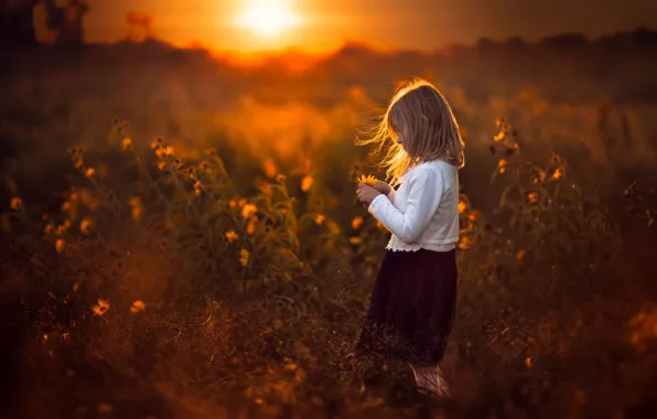 Picture field, the sun, sunset, girl, flowers