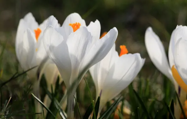 Flower, spring, crocus