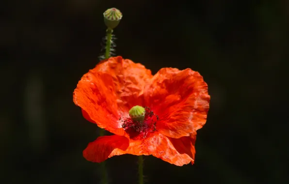 Red, flower, poppy