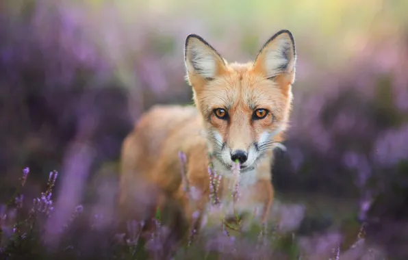 Eyes, look, flowers, pose, background, lilac, portrait, muzzle