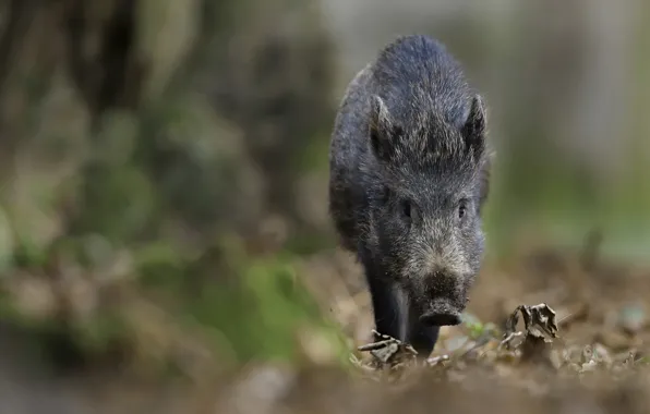 Nature, background, boar