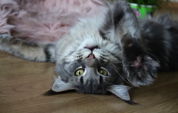 Picture cat, cat, look, face, pose, grey, background, stay