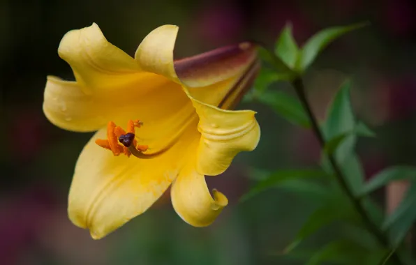 Picture macro, Lily, petals