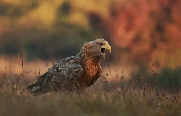 Autumn, grass, nature, bird, predator, eagle, Creek, Lukasz Sokol