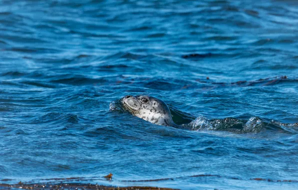 Sea, wave, look, face, water, seal, bathing, Navy seal