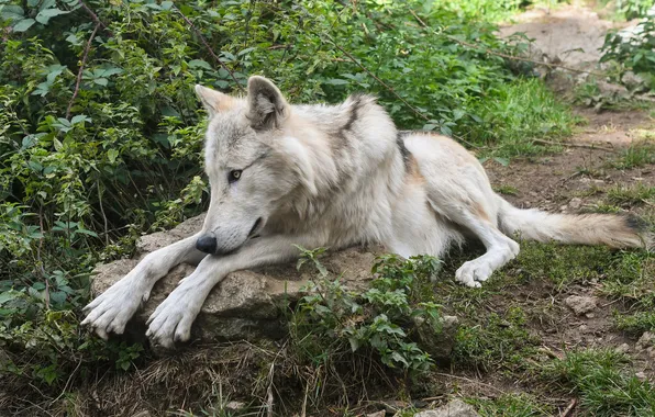 Picture nature, snow, predator, face, animal, wolf, wildlife, portrait