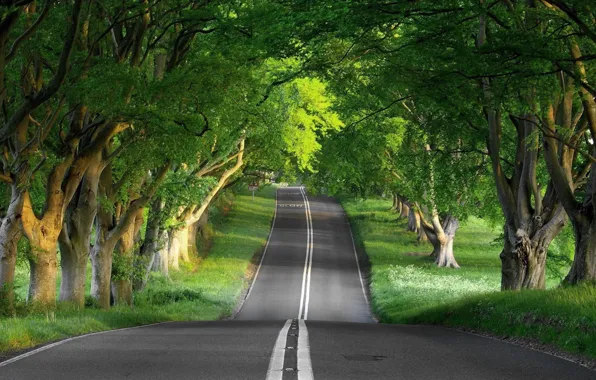 Picture Nature, road, roads, tree