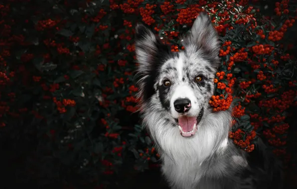 Autumn, language, look, face, branches, red, nature, berries