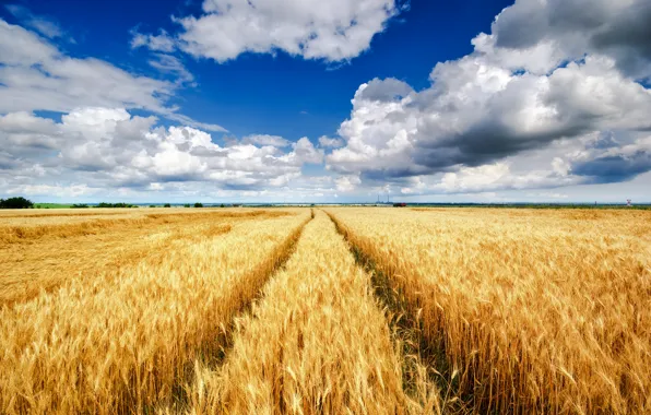 Wheat, field, the sky, clouds, landscape, nature