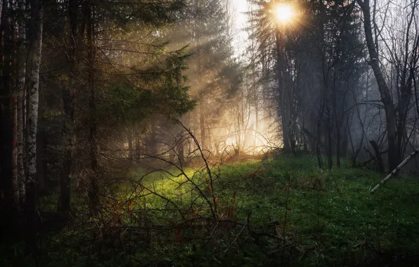 Forest, the sun, rays, light, trees, branches, nature, fog